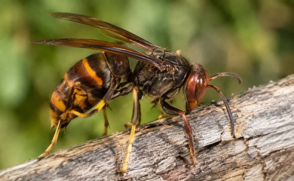 Frelon afrique : comment le reconnaître et protéger vos abeilles ?