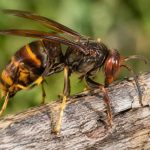 Frelon afrique : comment le reconnaître et protéger vos abeilles ?