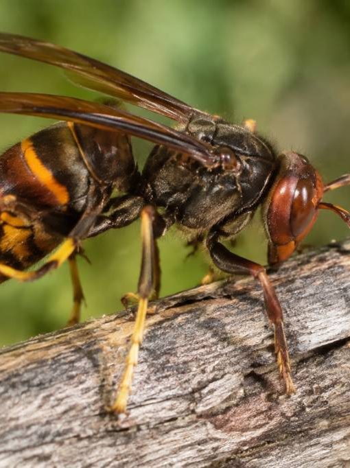 Frelon afrique : comment le reconnaître et protéger vos abeilles ?