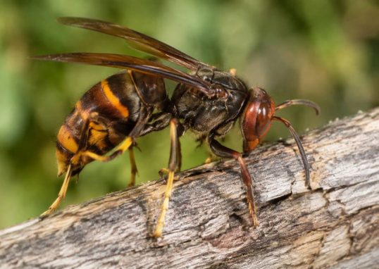 Frelon afrique : comment le reconnaître et protéger vos abeilles ?