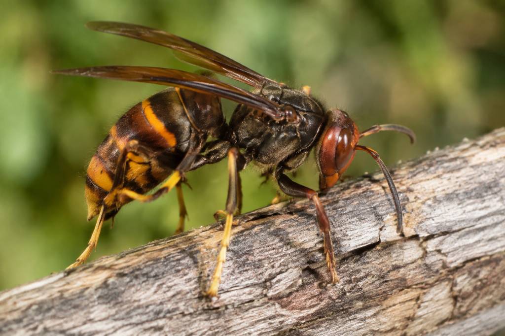 Frelon afrique : comment le reconnaître et protéger vos abeilles ?