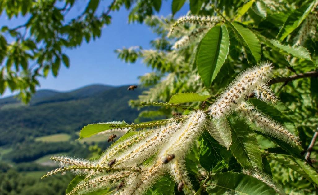 Châtaigniers en fleurs : un repère précieux pour les abeilles et les apiculteurs