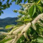Châtaigniers en fleurs : un repère précieux pour les abeilles et les apiculteurs