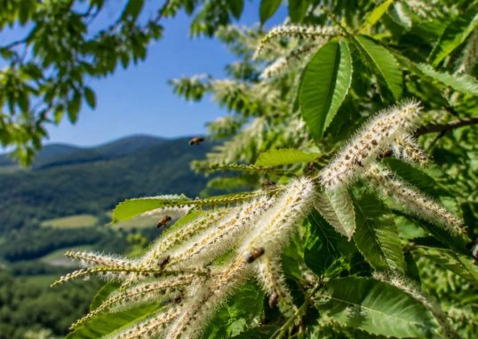 Châtaigniers en fleurs : un repère précieux pour les abeilles et les apiculteurs