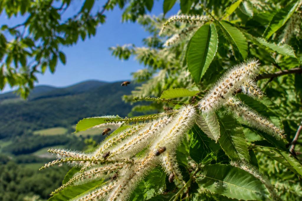 Châtaigniers en fleurs : un repère précieux pour les abeilles et les apiculteurs