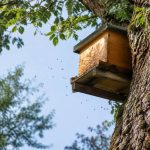 Ruche dans un arbre : comment la repérer et protéger les abeilles