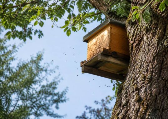 Ruche dans un arbre : comment la repérer et protéger les abeilles