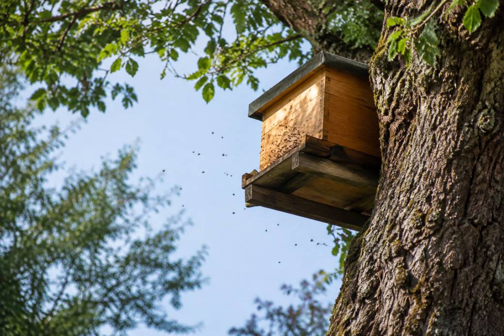 Ruche dans un arbre : comment la repérer et protéger les abeilles