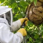 Apiculteur Clermont-Ferrand : destruction des nids de frelons asiatiques et de guêpes