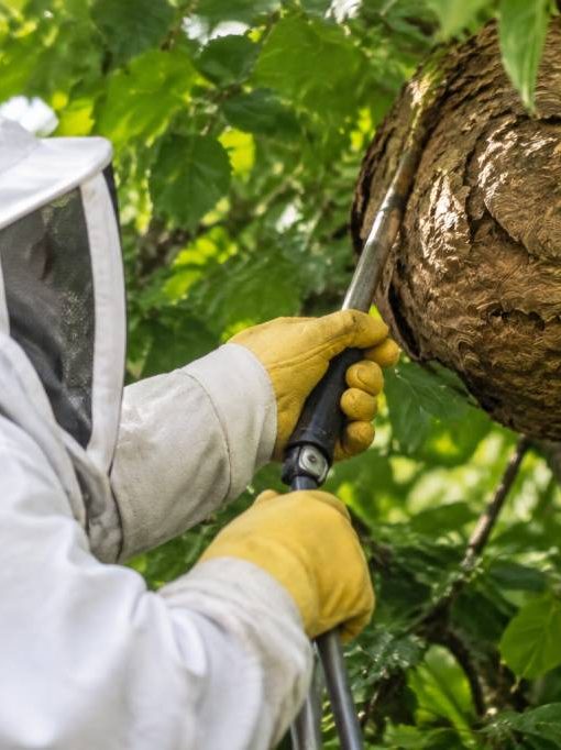 Apiculteur Clermont-Ferrand : destruction des nids de frelons asiatiques et de guêpes