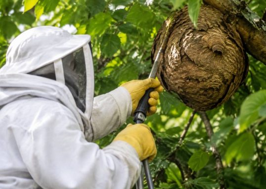 Apiculteur Clermont-Ferrand : destruction des nids de frelons asiatiques et de guêpes