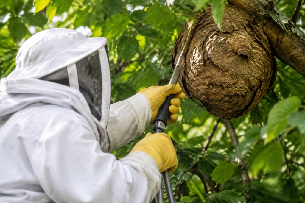 Apiculteur Clermont-Ferrand : destruction des nids de frelons asiatiques et de guêpes