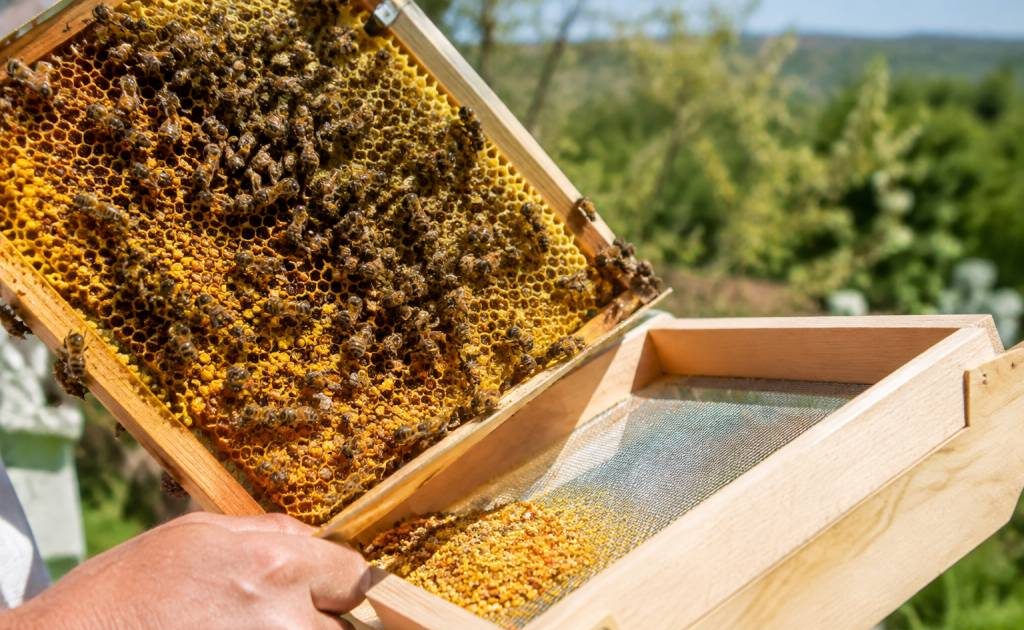 Récolte de pollen : méthodes et conseils pour les apiculteurs