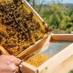 Récolte de pollen : méthodes et conseils pour les apiculteurs