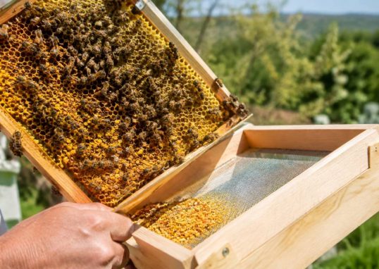 Récolte de pollen : méthodes et conseils pour les apiculteurs