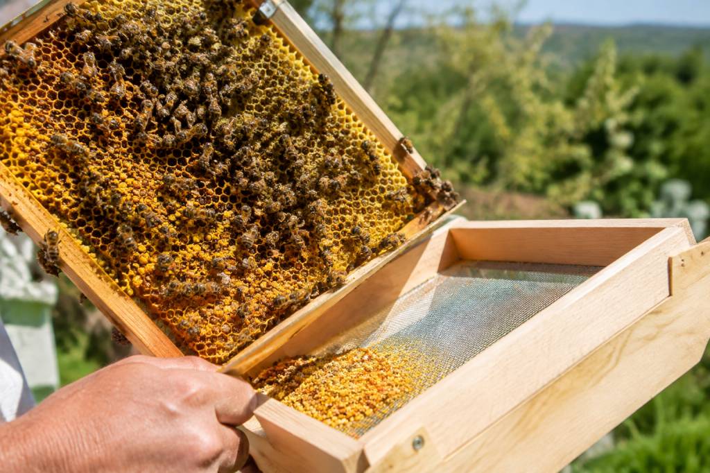 Récolte de pollen : méthodes et conseils pour les apiculteurs