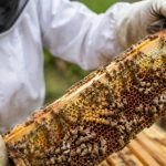 Nosemose chez les abeilles : symptômes, prévention et traitement