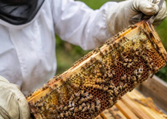 Nosemose chez les abeilles : symptômes, prévention et traitement