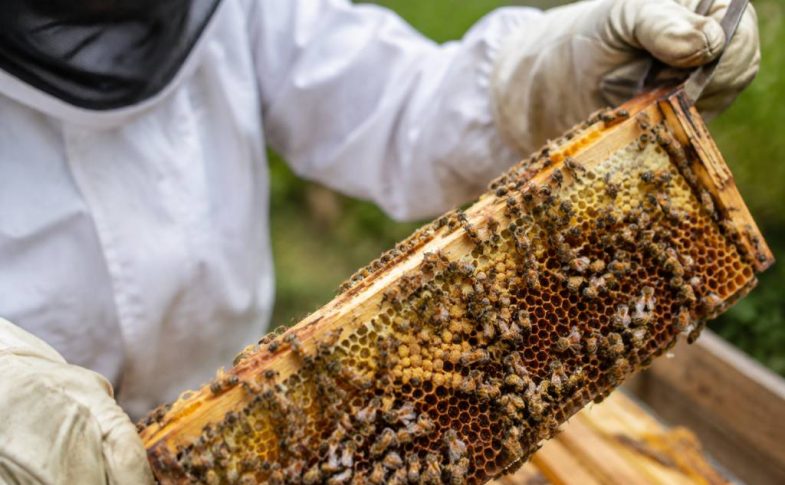 Nosemose chez les abeilles : symptômes, prévention et traitement