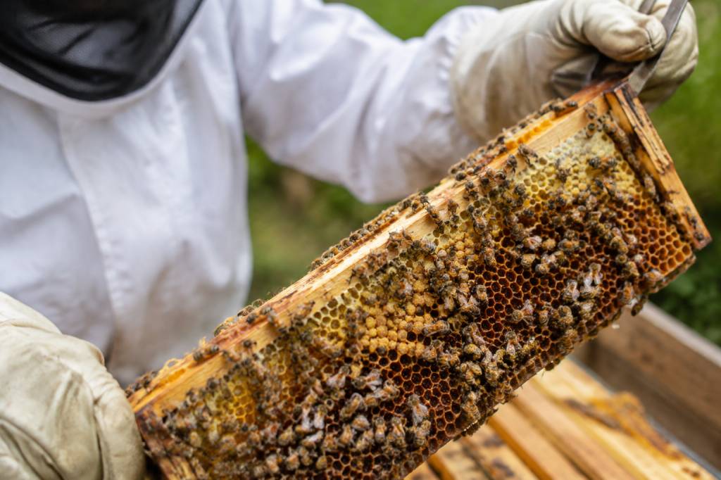 Nosemose chez les abeilles : symptômes, prévention et traitement