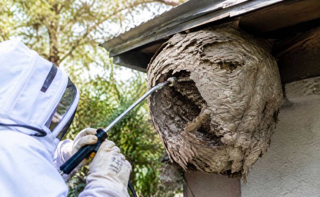 Apiculture Rennes : destruction de nids de guêpes et de frelons asiatiques
