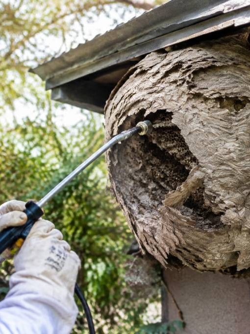 Apiculture Rennes : destruction de nids de guêpes et de frelons asiatiques