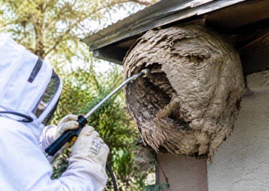 Apiculture Rennes : destruction de nids de guêpes et de frelons asiatiques