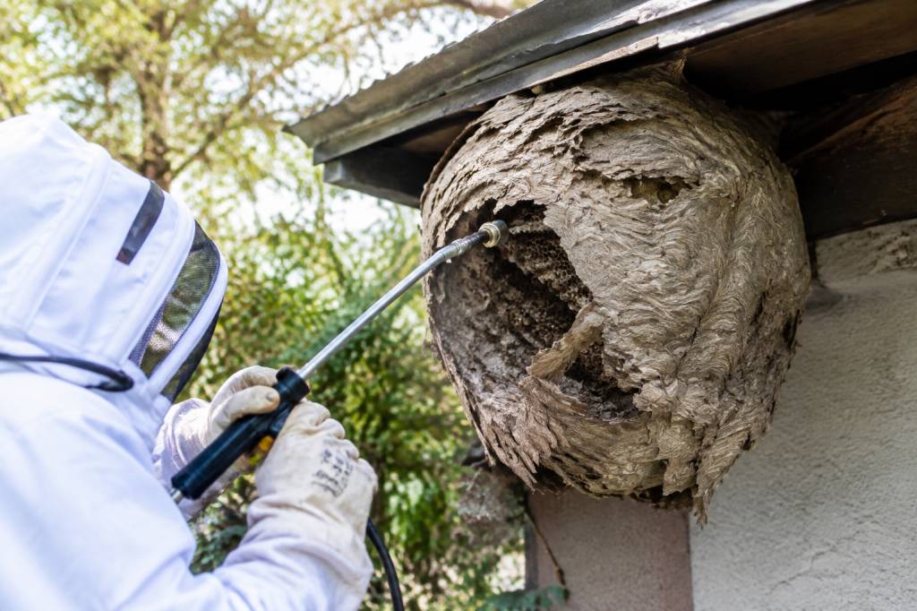 Apiculture Rennes : destruction de nids de guêpes et de frelons asiatiques
