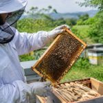 Achat essaim abeille : conseils pour choisir et installer une colonie saine