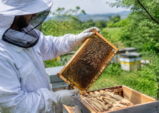 Achat essaim abeille : conseils pour choisir et installer une colonie saine