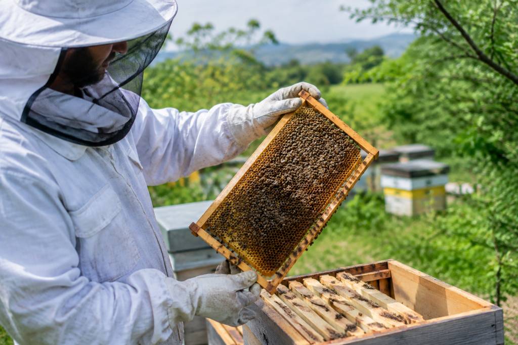 Achat essaim abeille : conseils pour choisir et installer une colonie saine
