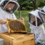 Ruche pédagogique : comprendre les abeilles et découvrir l’apiculture