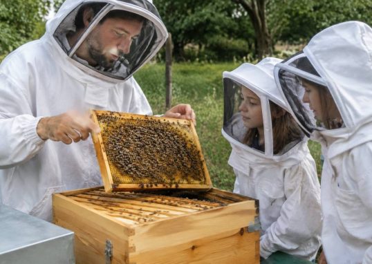 Ruche pédagogique : comprendre les abeilles et découvrir l’apiculture