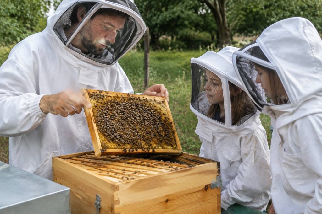 Ruche pédagogique : comprendre les abeilles et découvrir l’apiculture