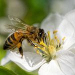 Les ailes des abeilles : leur structure et leur rôle en apiculture