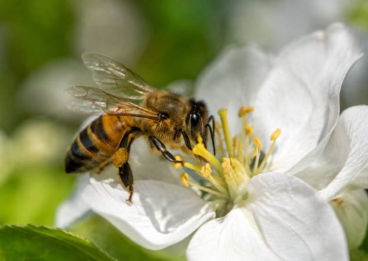 Les ailes des abeilles : leur structure et leur rôle en apiculture