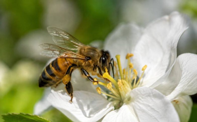 Les ailes des abeilles : leur structure et leur rôle en apiculture