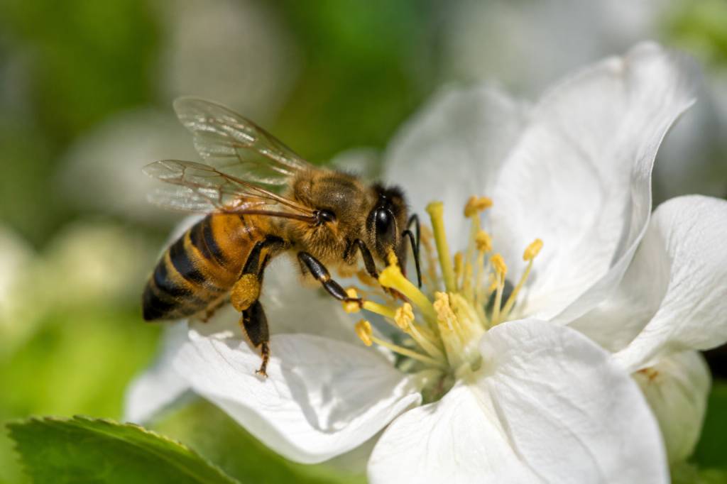 Les ailes des abeilles : leur structure et leur rôle en apiculture